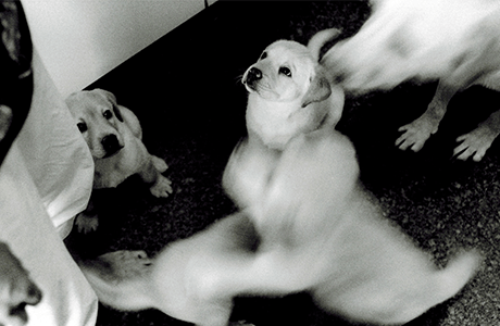 写真：生食フードを食べるラブラドール