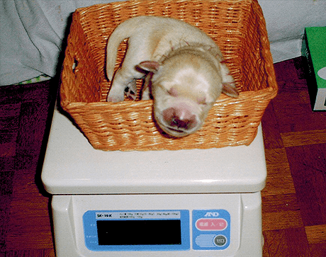 写真：体重のイメージ