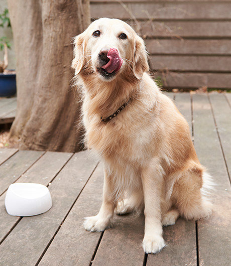 写真：ゴールデンレトリバー