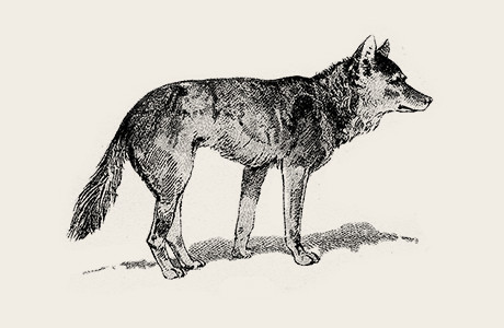 イラスト：オオカミ