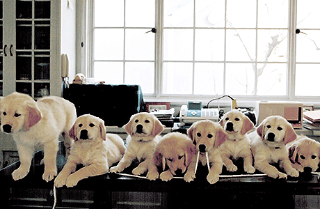 写真：アルコイリスの仔犬たち