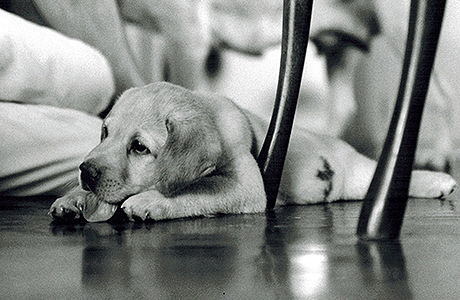 写真：盲導犬クイール