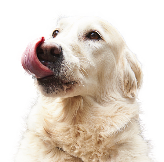 写真：舌を出しているレトリバー